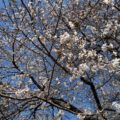 坂戸より　桜見。