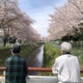 坂戸より　桜見ドライブ。