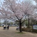 坂戸より　桜見。