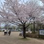坂戸より　桜見。